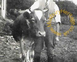 Image of Hedley Salter and Cow